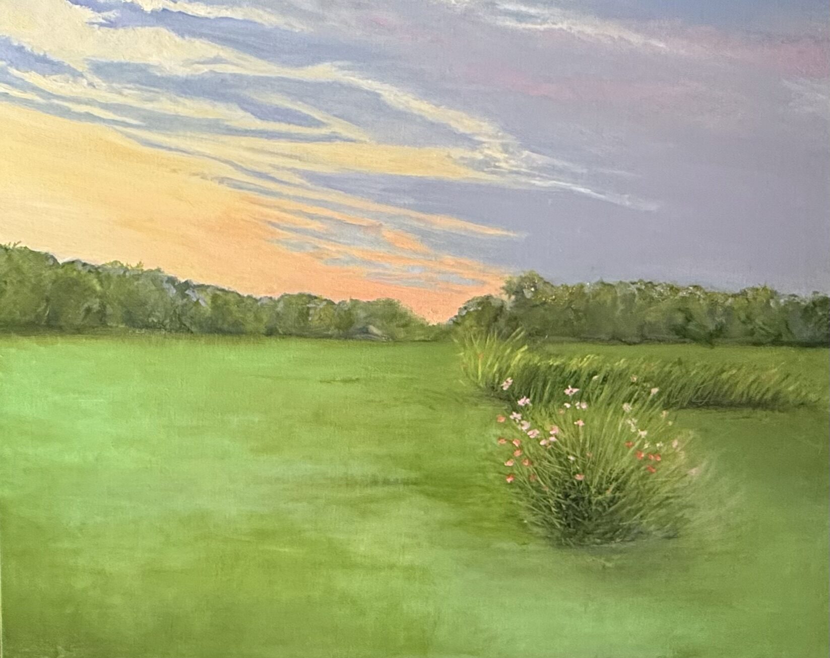 What My Dog Sees On a Walk