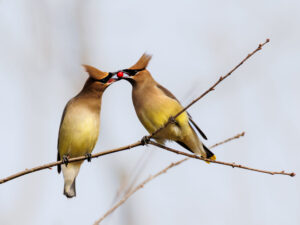 Sharing the Berry