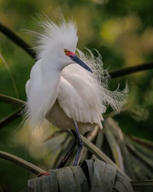 Snowy Egret in Spring Finery