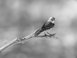 Tiny Bird, Big Attitude