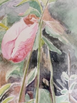 Lady Slipper 2 - ONLINE EXHIBIT