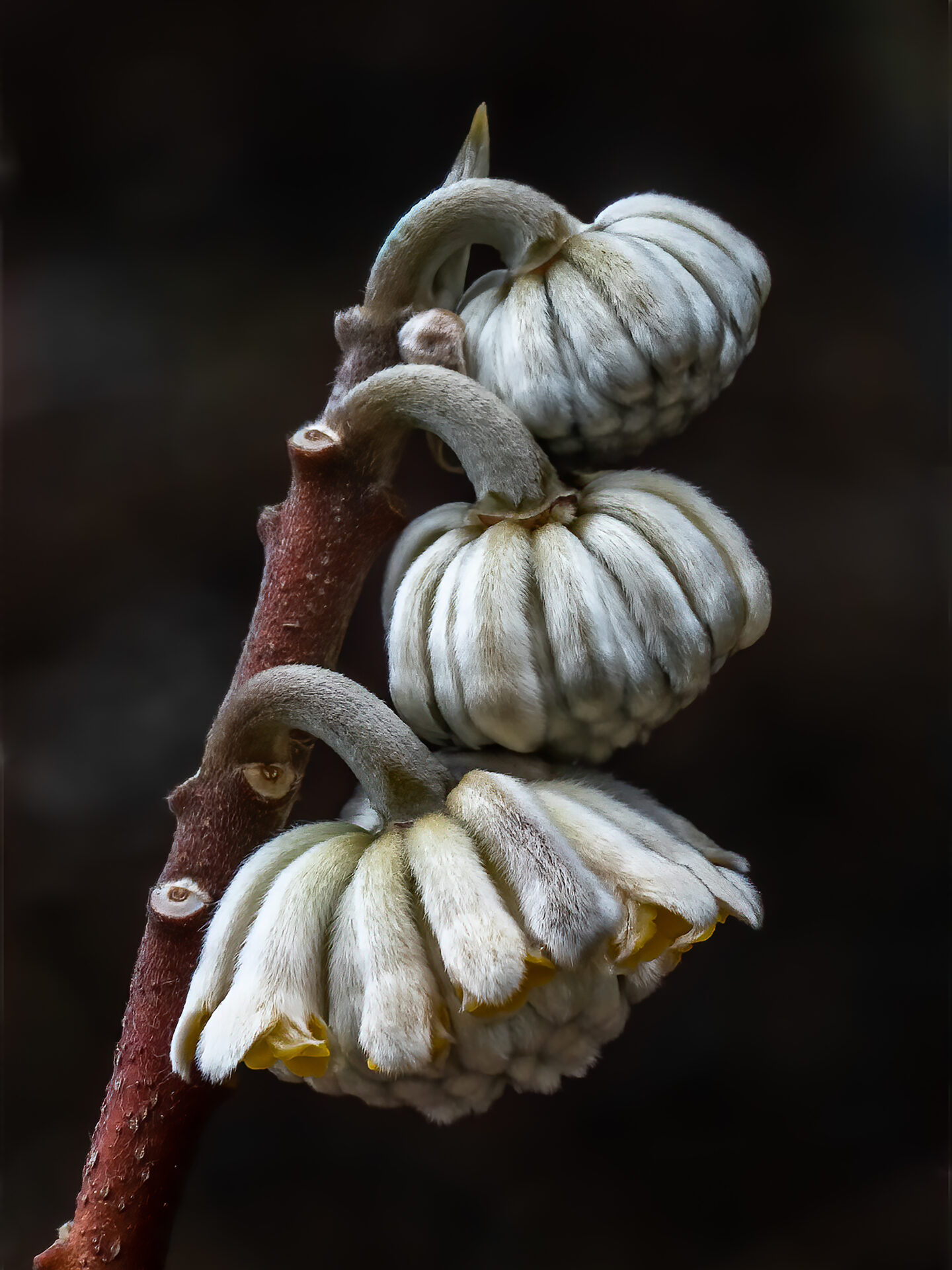 Oriental Paperbush